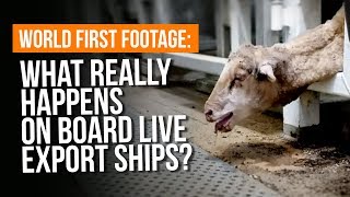 What REALLY happens on live export ships?