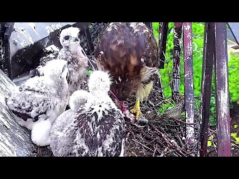 Red Tailed Hawk~Breakfast for the Hawklets- One swallows a fury tail~7:20 AM 2022/05/19