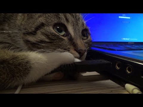 My cat loves to sleep near computer and listen to CPU fan