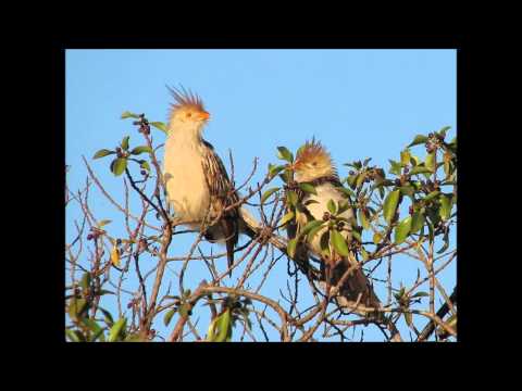 PAJAROS DE MI FLOR Chamarrita LOS HERMANOS CUESTAS