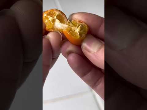 How to grow Kumquats into a plant 🍊 #howtowithjessie