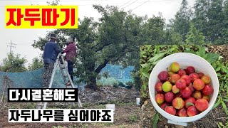 자두따기-다시 결혼해도 자두나무를 심어야죠