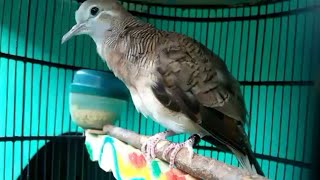 Download lagu Suara Piyik Perkutut Bangkok Usia 1,5 Bulan RING SILWAK BIRD FARM mp3