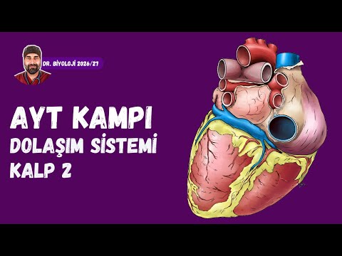 Dolaşım Sistemi Kalp 2 | Dr. Biyoloji | AYT Dönem 2026 - 2027