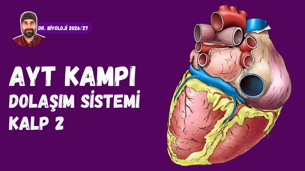 Dolaşım Sistemi Kalp 2 | Dr. Biyoloji | AYT Dönem 2026 - 2027