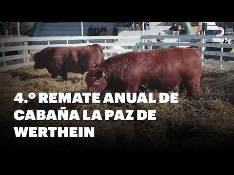 🐂 Así fue el 4.º Remate Anual de Cabaña La Paz de Werthein | DNews