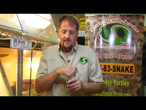 爬虫類とヘビの識別 : ガータースネークの識別方法