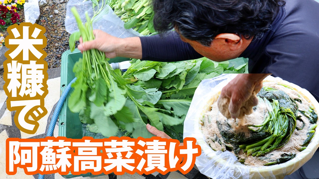 阿蘇高菜漬け🥬米ぬかで本漬けから古漬けの方法