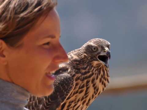 Animales ZOO del Pirineu 2016