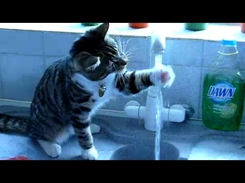 Funny Cats Drinking Water From Sink