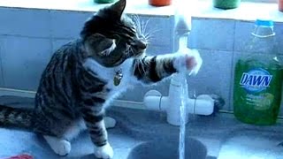 Funny Cats Drinking Water From Sink