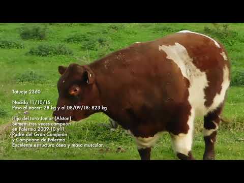 2360 Toro Shorthorn - Octubre 2018