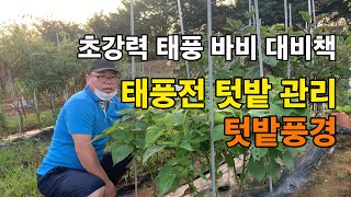 태풍 바비가 오기 전 텃밭 관리 및 텃밭 풍경
