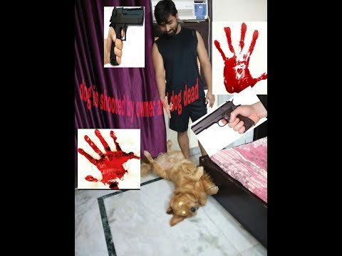 Dog acting dead after shooting |golden retriever acting Indian funny dog video |bihari vlogger