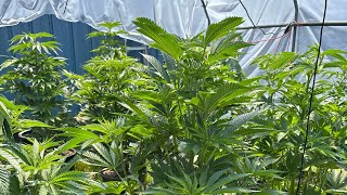 “Battle Of The Trees” Ep.2 (Worlds Biggest Plant Contest)
