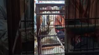 Download lagu Burung cendet situbondo super istimewa mp3