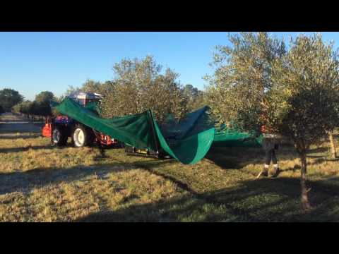 Olive Tree Shaking
