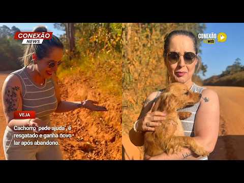 Vídeo: Cachorro ‘pede ajuda’, é resgatado e ganha novo lar após abandono.