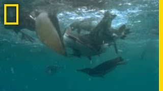 Penguins vs. Pelicans | National Geographic