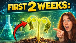 Seeds Sprouted? Do This ASAP
