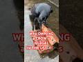 Why Owning A Crow Is ILLEGAL In The U S