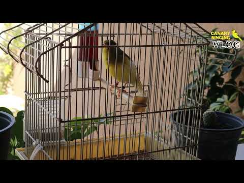 yellow canary singing - most spectacular 4k video training
