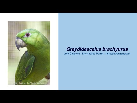 ブラキケファルス・エピピウム