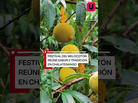 Festival del Melocotónreúne sabor y tradiciónen Chalatenango