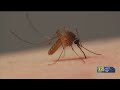 We're safe from yellow fever, but this mosquito is beyond annoying