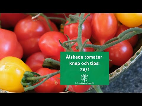 , title : 'Älskade tomater - knep och tips'