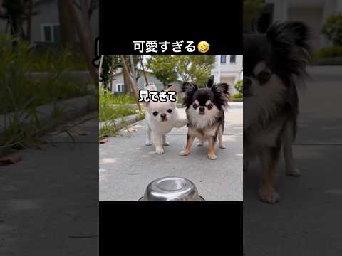 おもしろくて可愛くてヤバい😂💕 #shorts #chihuahua #capcut