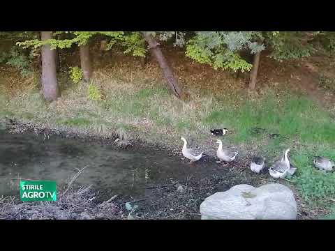 Corporatiștii se mută în Nucșoara Argeș 12 06 2023