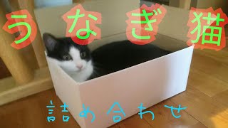 うなぎ猫詰め合わせ