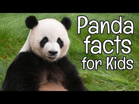 Panda Facts for Kids | Classroom Learning Video