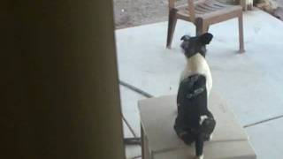 Holden Impersonating the Dog on the Tucker Box