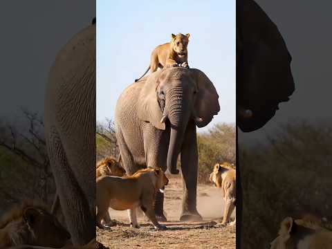 ELEPHANT DEFEATS LION🙀 #animallovers #wildlife #animals #lion #jungle #fyp #shorts #public