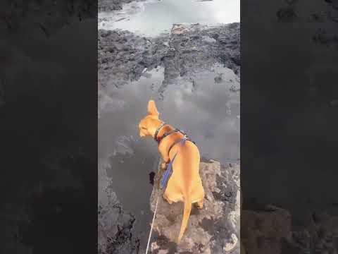 #funny #dogs #pet #dogscats#dogshorts #dog#doglover#doglife