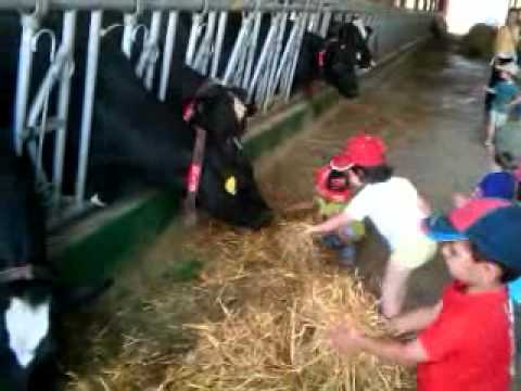 EXCURSIÓ A LA GRANJA DE VAQUES MAIG 2011