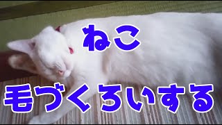 ねこ、毛づくろいする