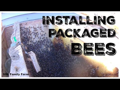 download lagu mp3 mp4 How To Install Bees In A Top Bar Hive, download lagu How To Install Bees In A Top Bar Hive gratis, unduh video klip How To Install Bees In A Top Bar Hive