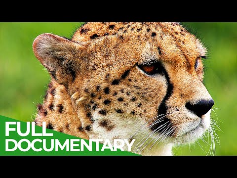 Animal's Super Senses Touch