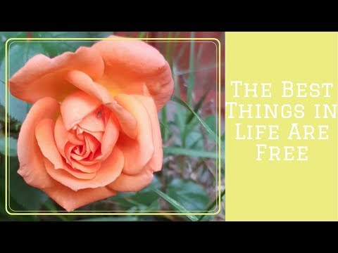 The Best Things In Life Are Free!