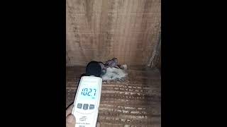 Download lagu mengukur suara piyik di ruangan inap rumah walet mp3