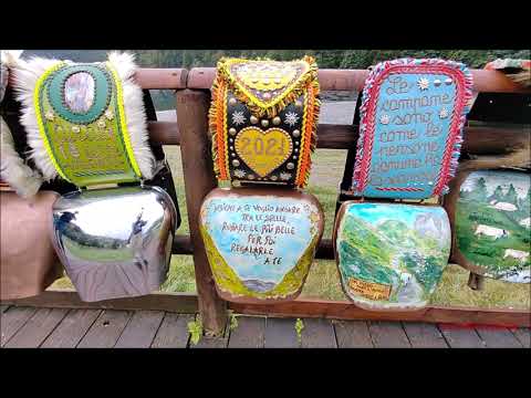 IL RITORNO DALL' ALPE : VACCHE AL PASCOLO A PONTECHIANALE IN VAL VARAITA (CN) DOM. 17 - 9 - 2023.