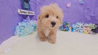ハーフ犬の動画01