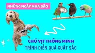 493🦜. Rain and storm Wipha today's activities the parrot family often talks