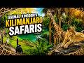 Kilimanjaro Safaris Morning Lion Sighting