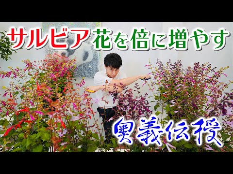 ビアードフラワー: ケアにおける 3 つの最大の間違い 植物