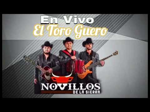 El Toro Guero - Novillos De La Sierra