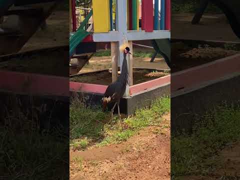 Family Kingdom Resort. Freetown, Sierra Leone #Kumicard #shorts #travel #freetown